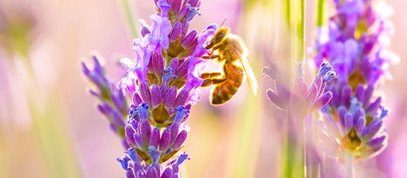 flowers and bee